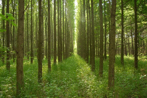 RPG Group commits to plant one million trees by 2030 as part of nature-positive initiative